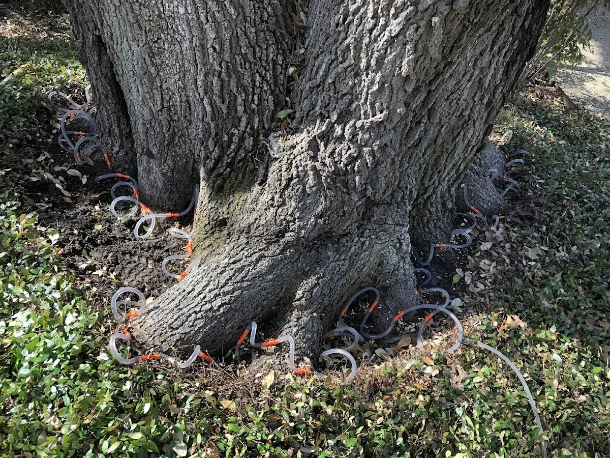 Detailed Tree Cabling and Bracing job site in Hanscom Afb